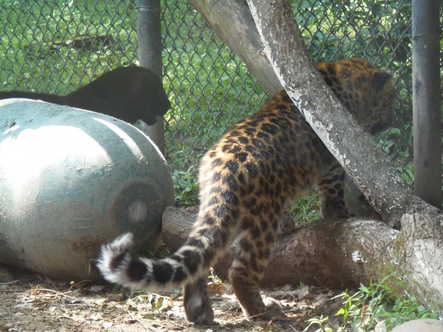Spotted and Melanistic Amur Leopard Cubs