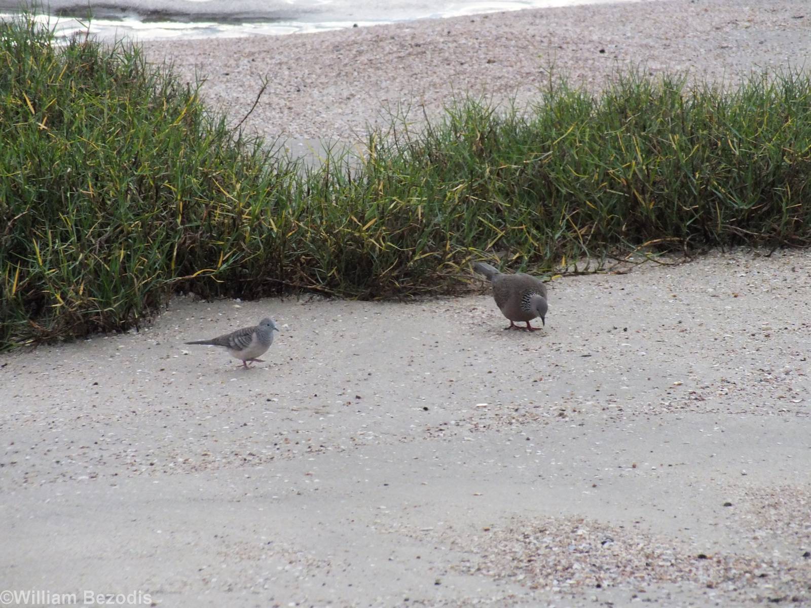 Spotted and Peaceful Doves