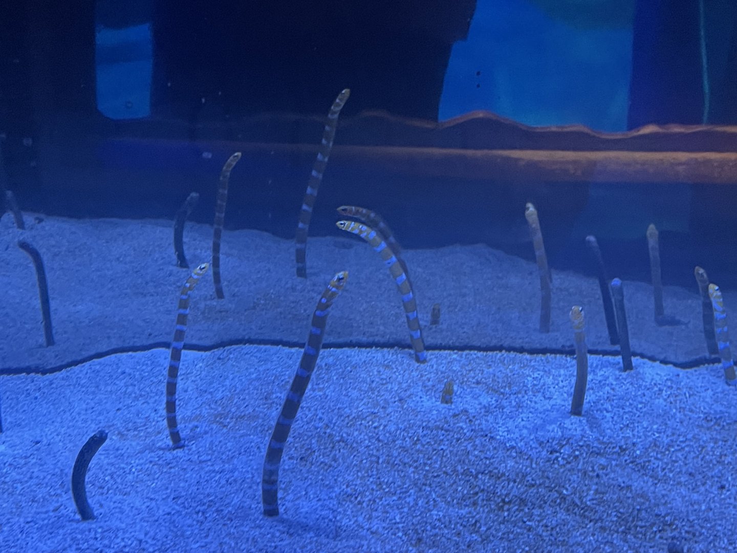 Spotted and Splendid Garden Eels