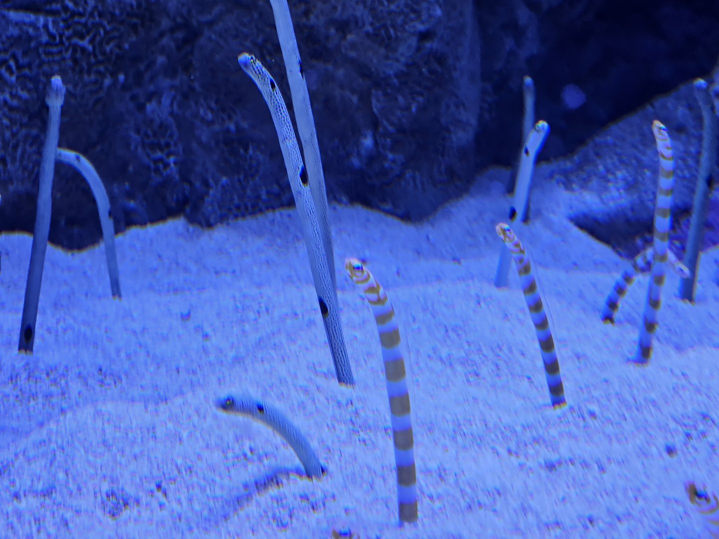 Spotted and Splendid Garden Eels