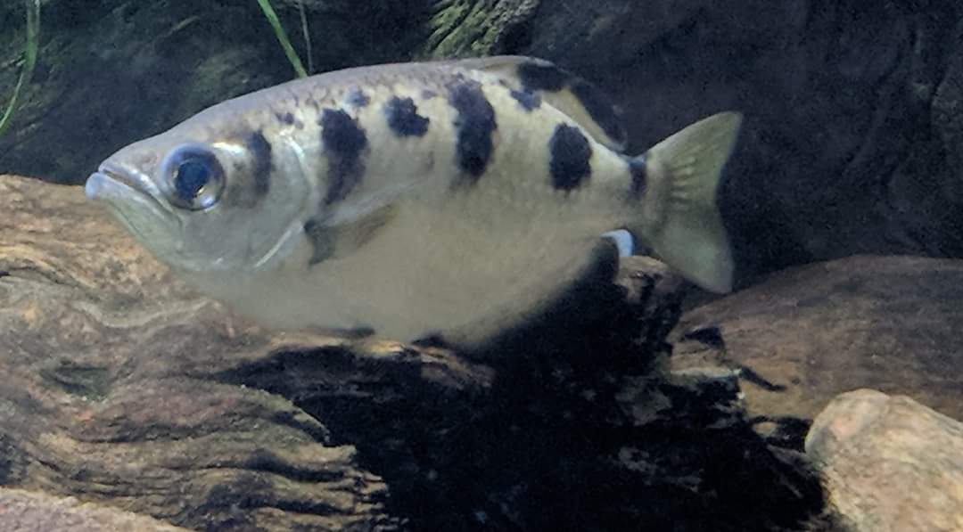 Spotted archerfish (Toxotes chatareus)