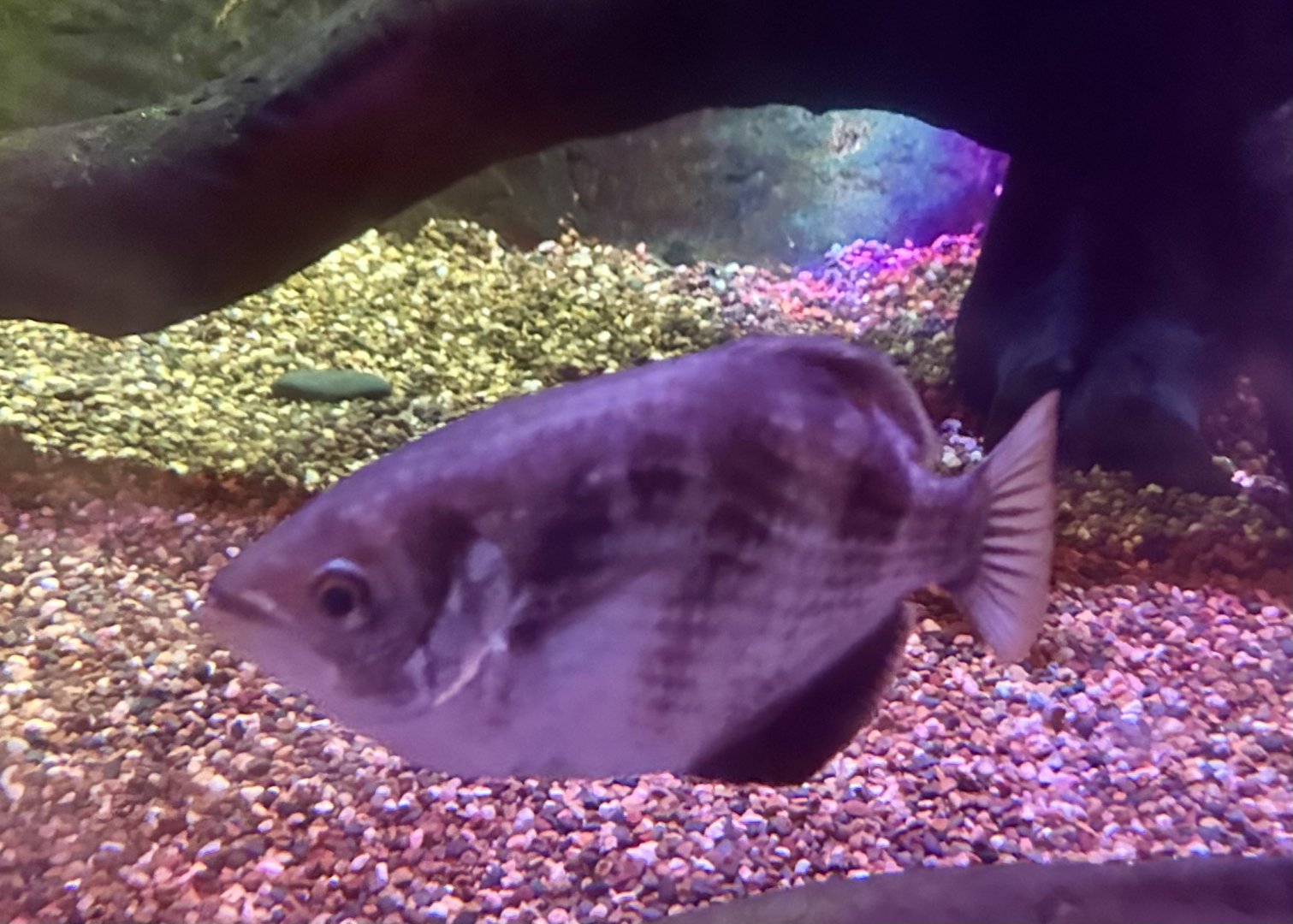 Spotted archerfish (Toxotes chatareus)
