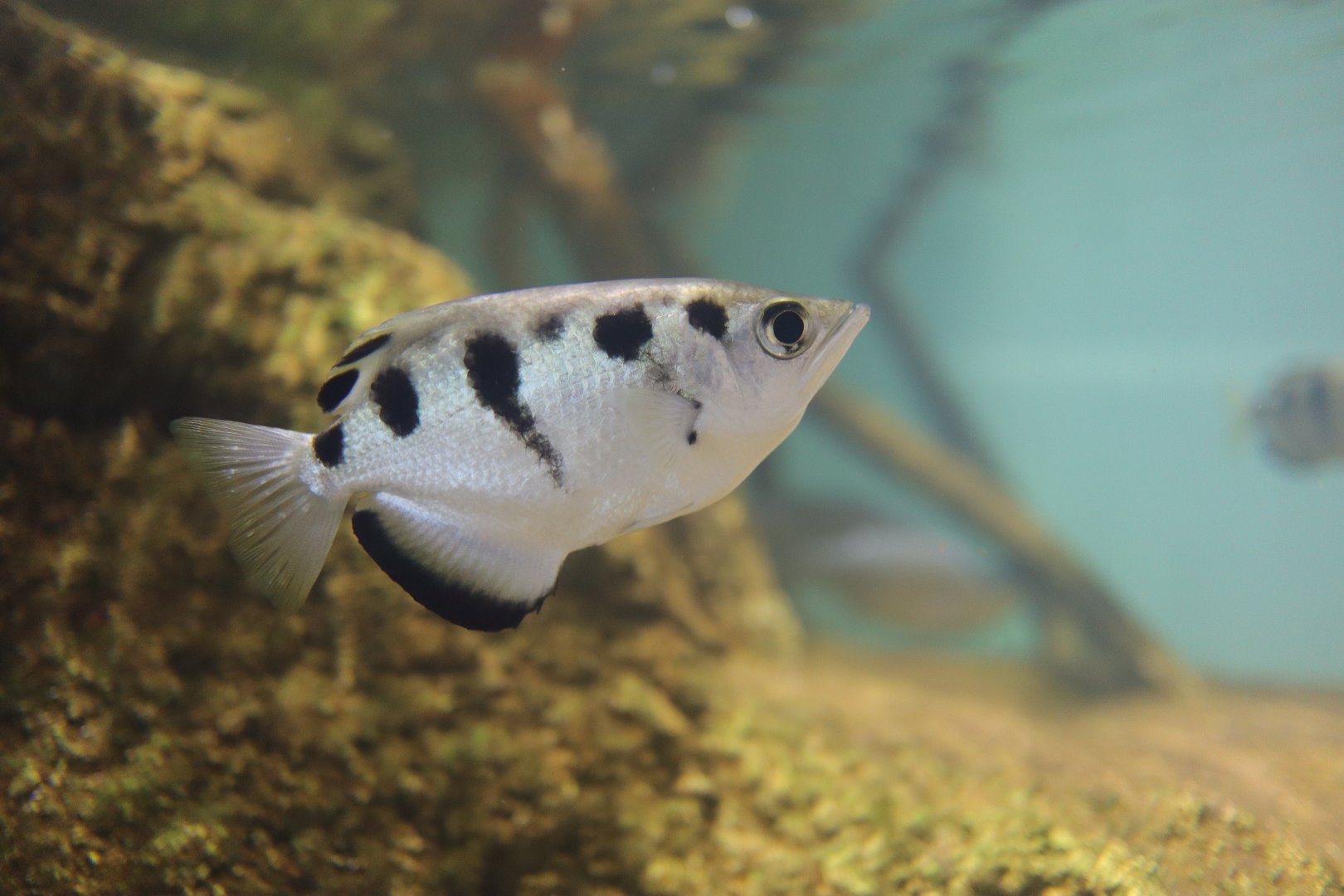 Spotted Archerfish (Toxotes chatareus)