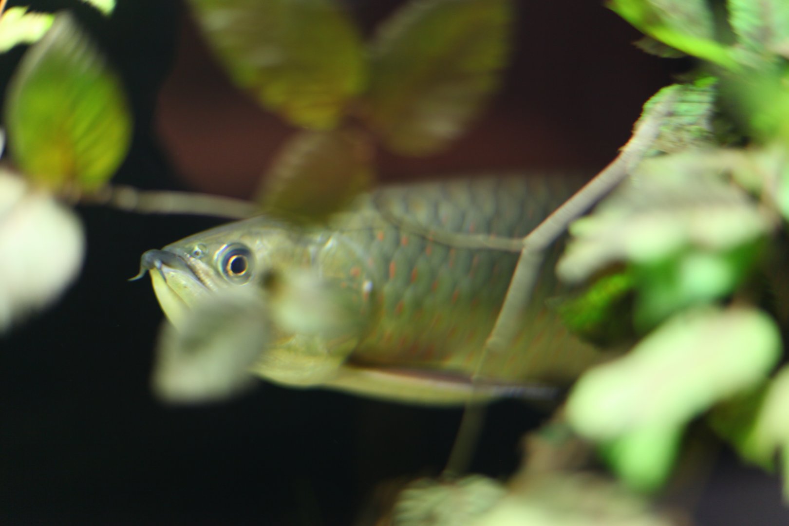 Spotted arowana (Scleropages leichardti)