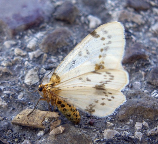 Spotted Ash Looper (Abraxas pantaria)