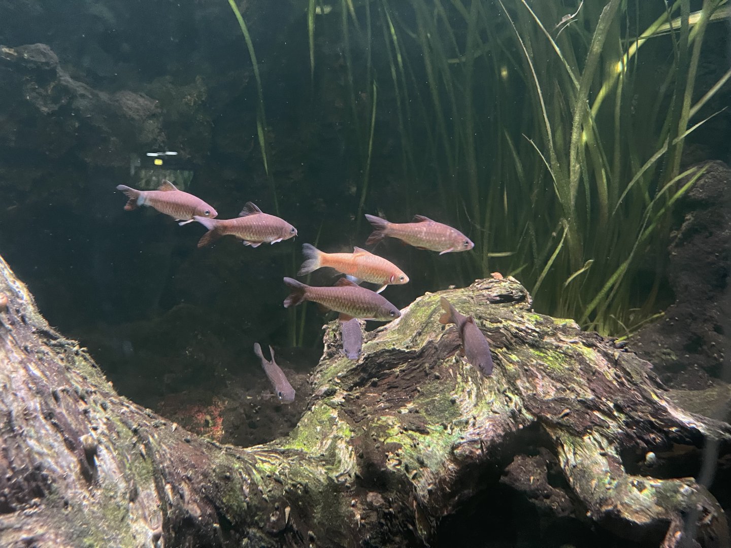 spotted barb (barbodes binotatus) - dunia air tawar