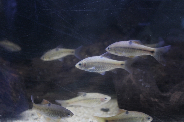 Spotted barb (Barbodes binotatus)