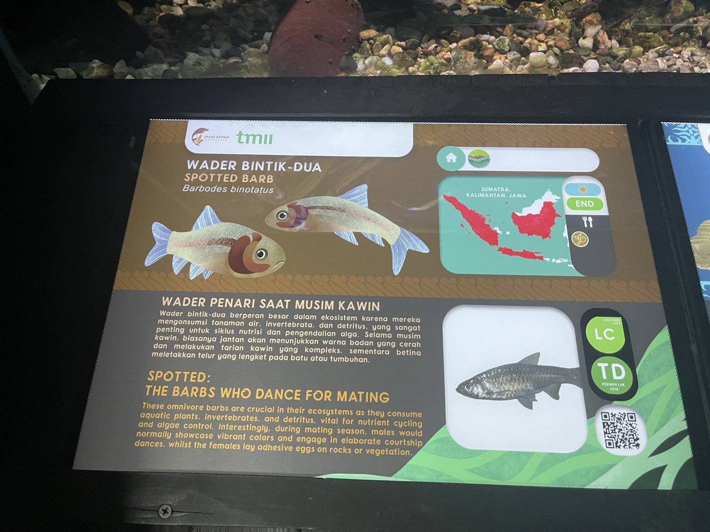 spotted barb signage - dunia air tawar