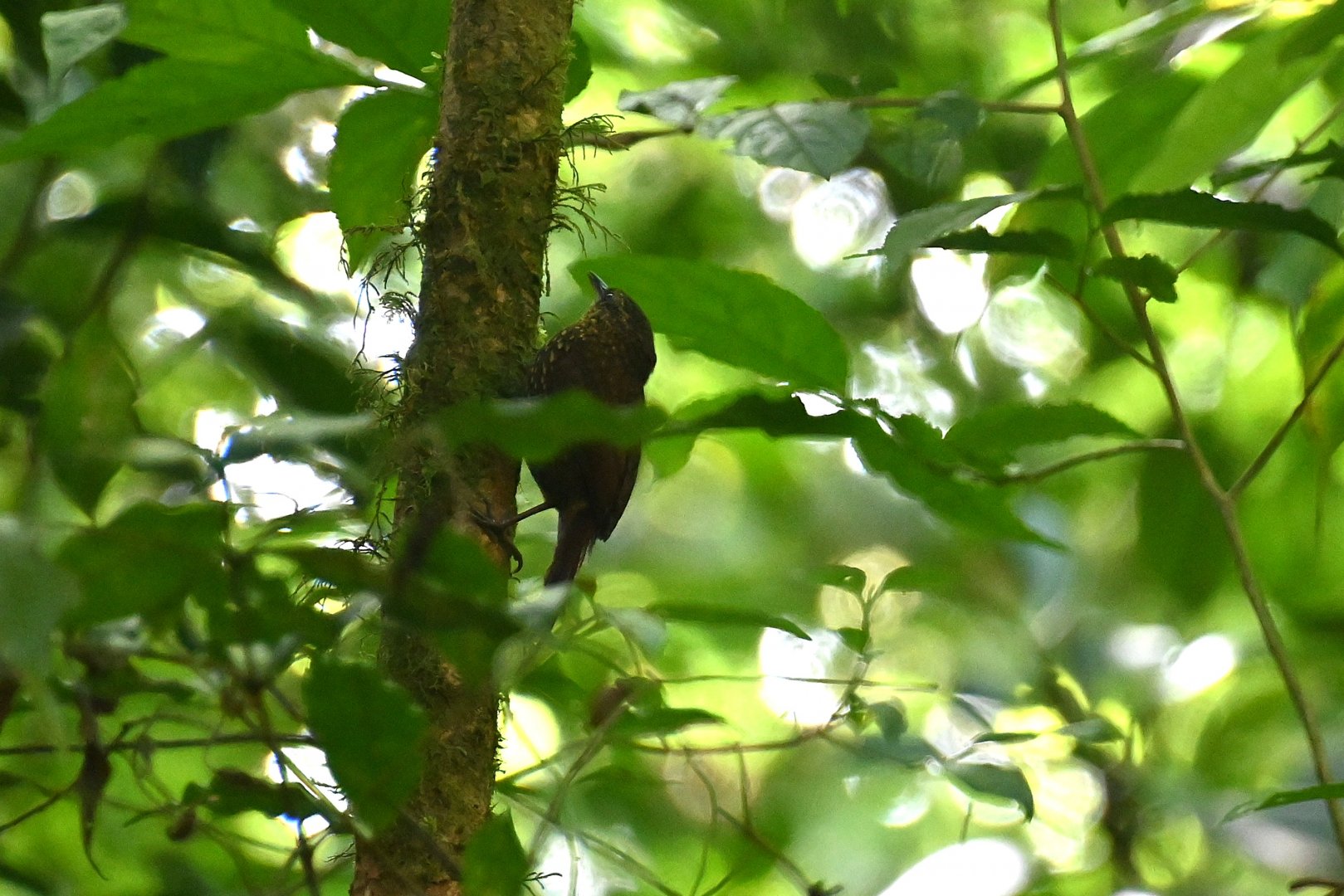 Spotted barbtail (Premnoplex brunnescens)
