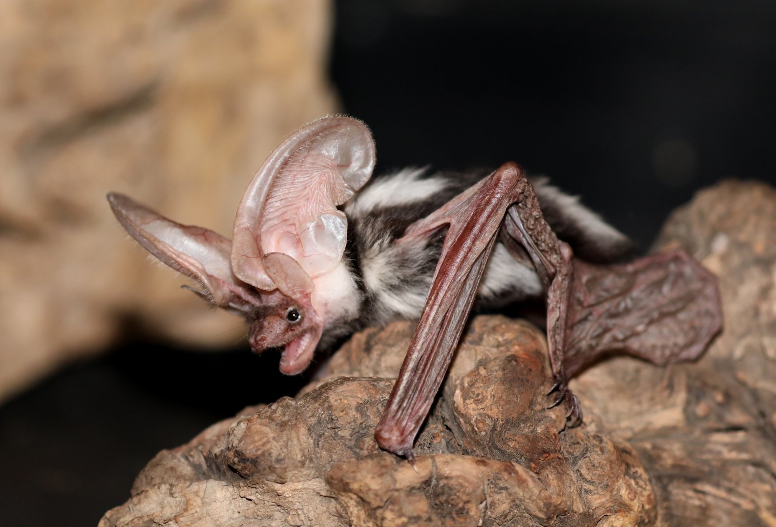 Spotted Bat (Euderma maculatum)