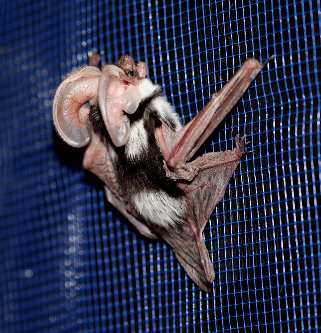 Spotted Bat (Euderma maculatum)