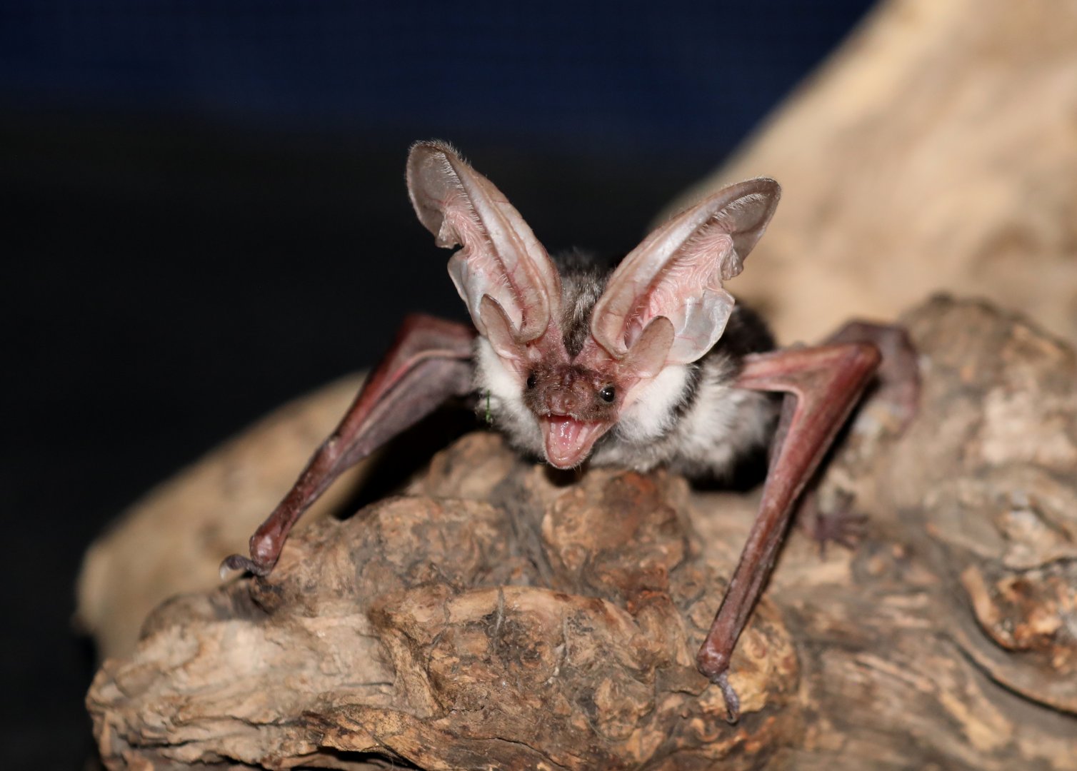 Spotted Bat (Euderma maculatum)