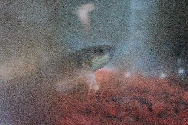 Spotted betta (Betta picta) - PCBA