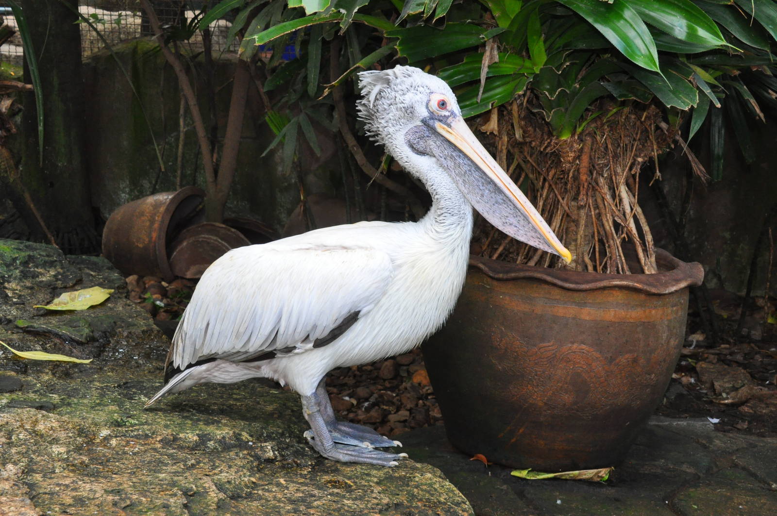 Spotted-billed pelican/ Pelecanus philippensis
