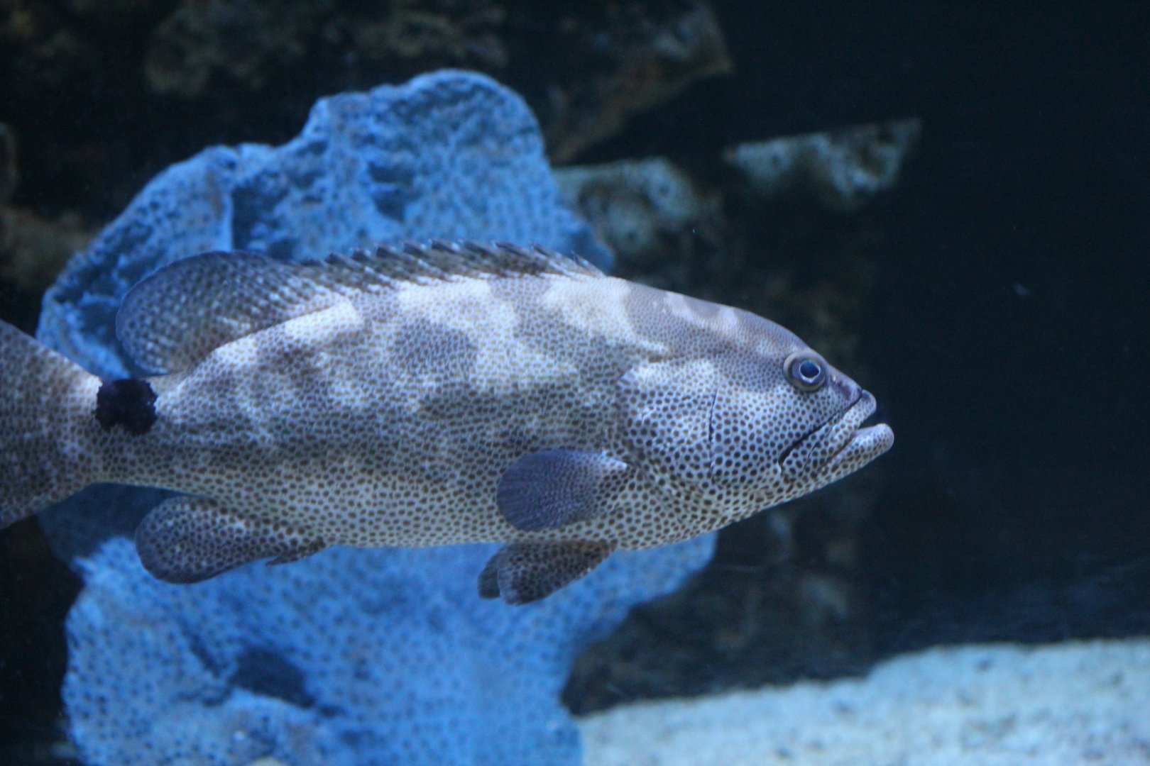 Spotted Black Grouper