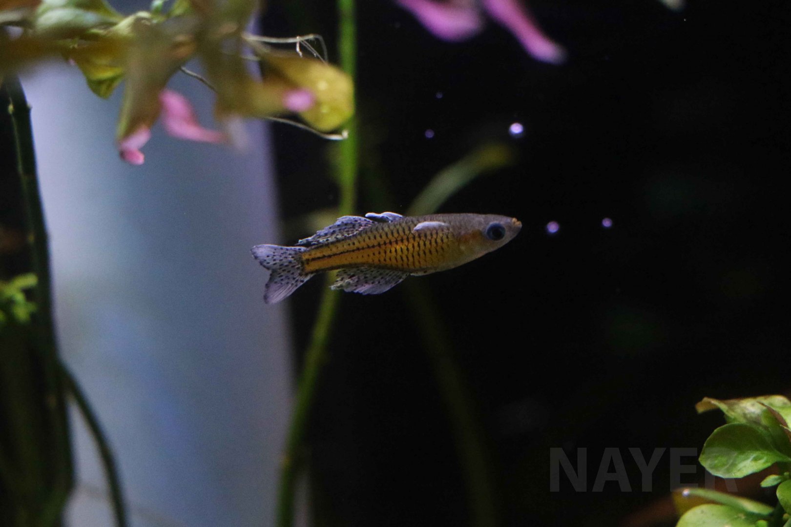 Spotted blue-eye, October 2017