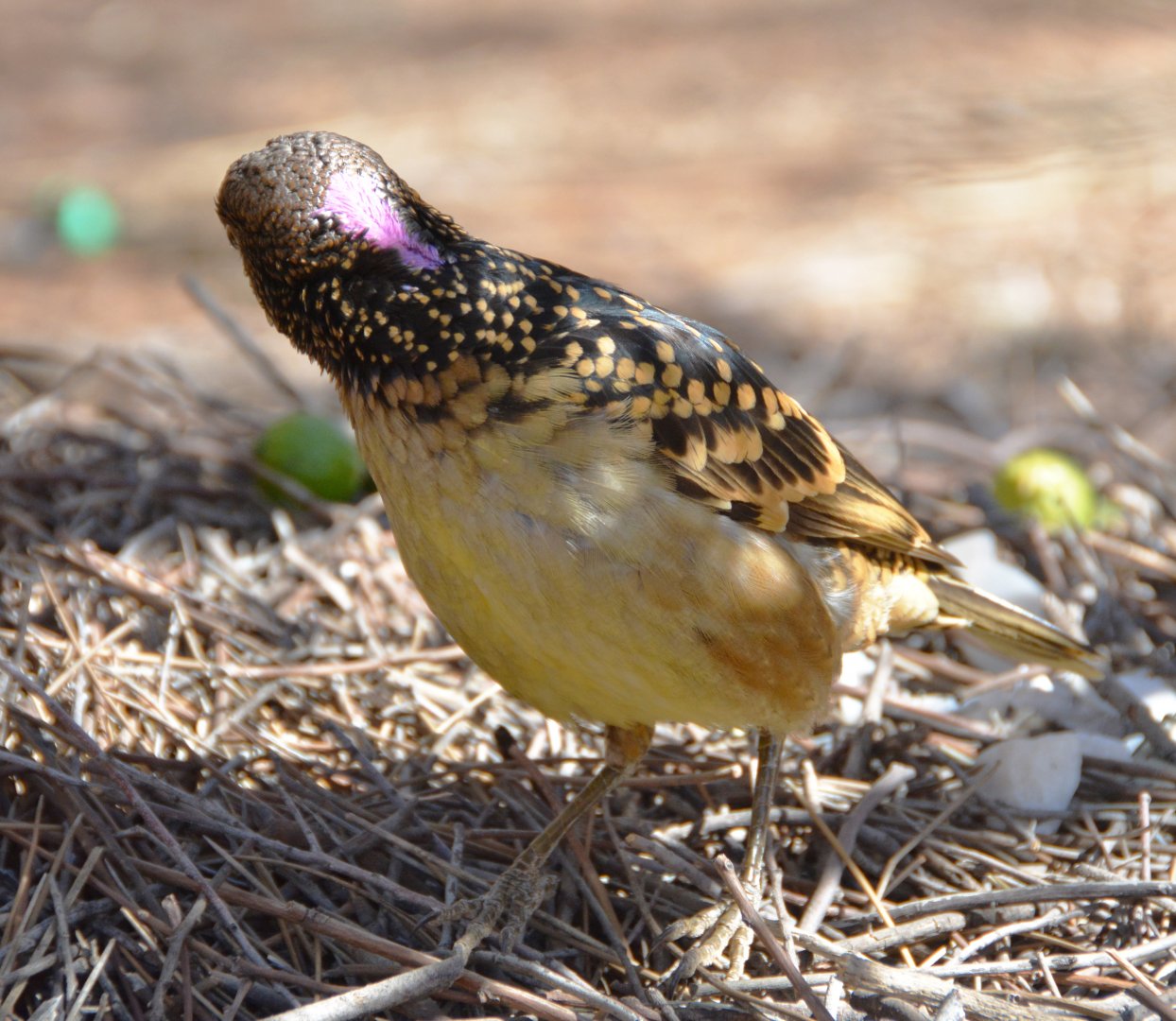 Spotted bowerbird 2