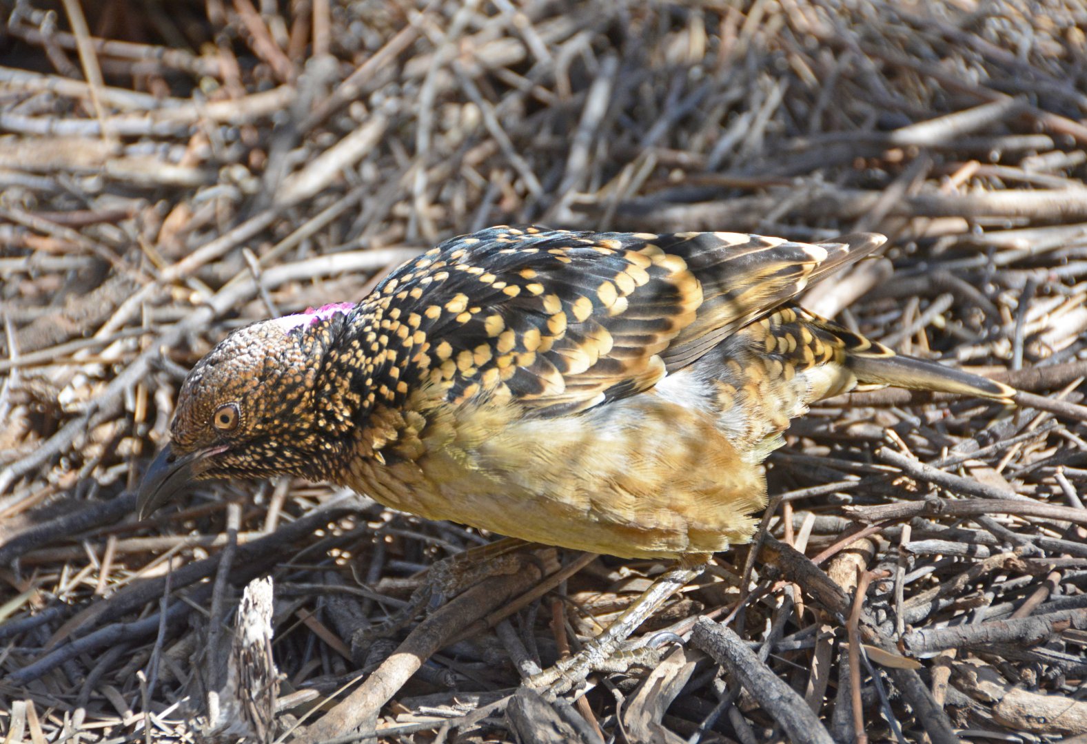 Spotted bowerbird 3
