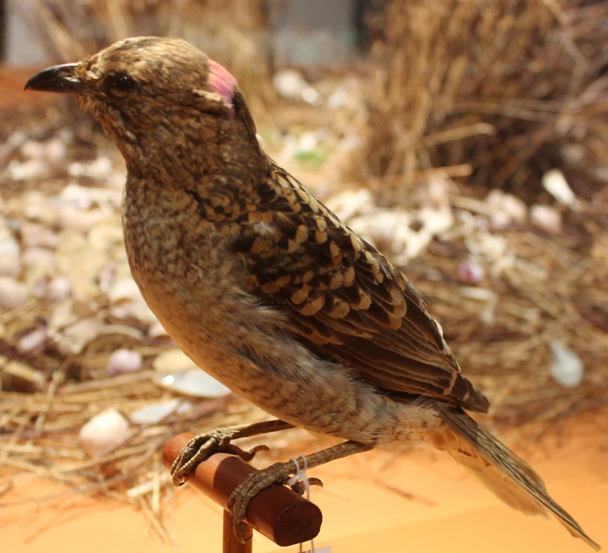 Spotted bowerbird - Chlamydera maculata