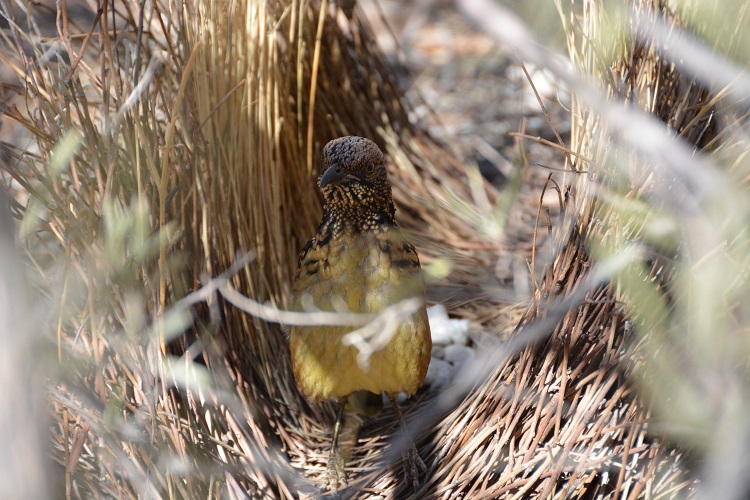 Spotted bowerbird in bower.