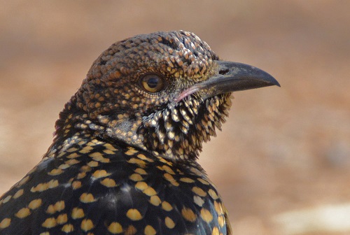 Spotted bowerbird portrait.