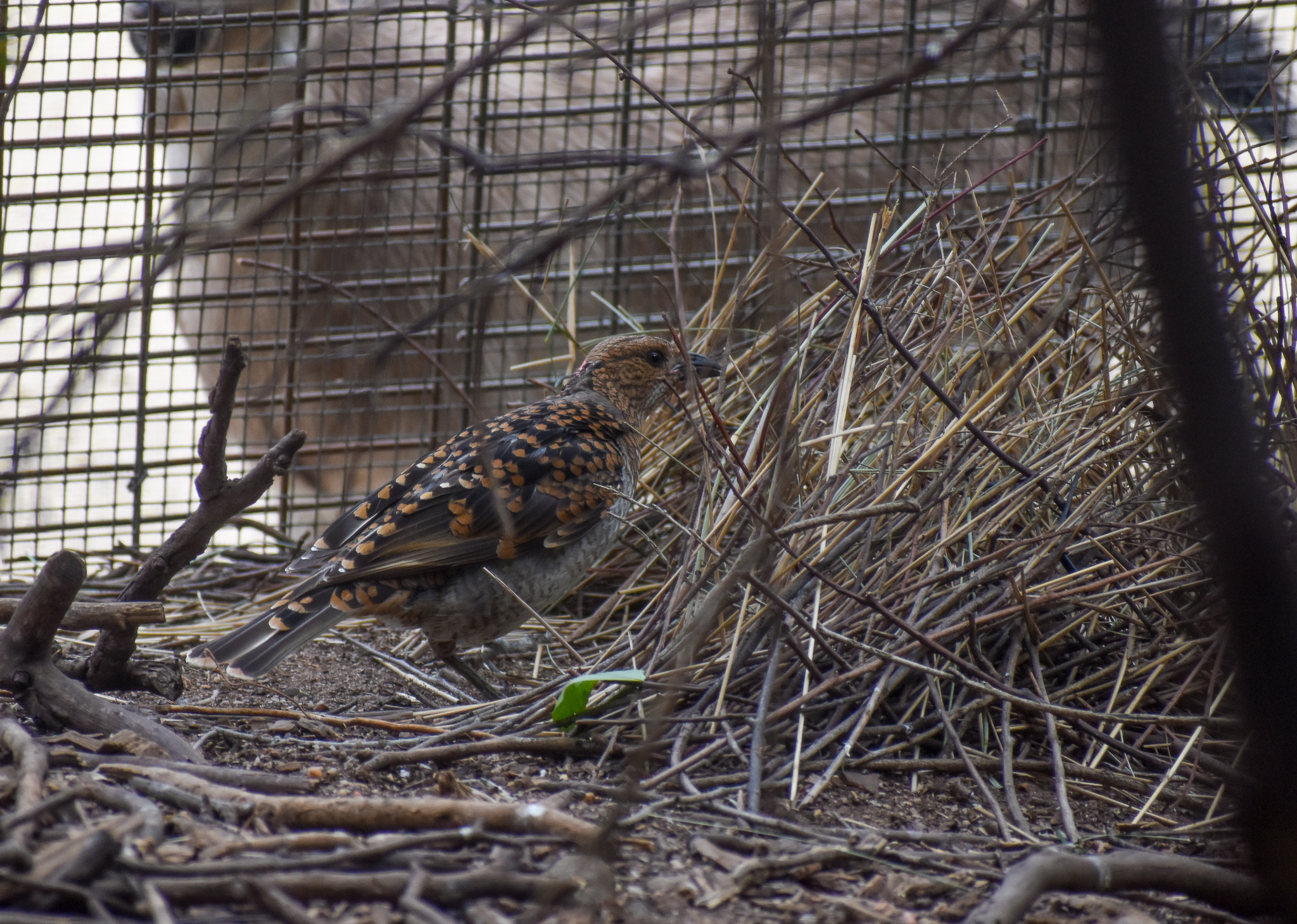 Spotted Bowerbird with bower