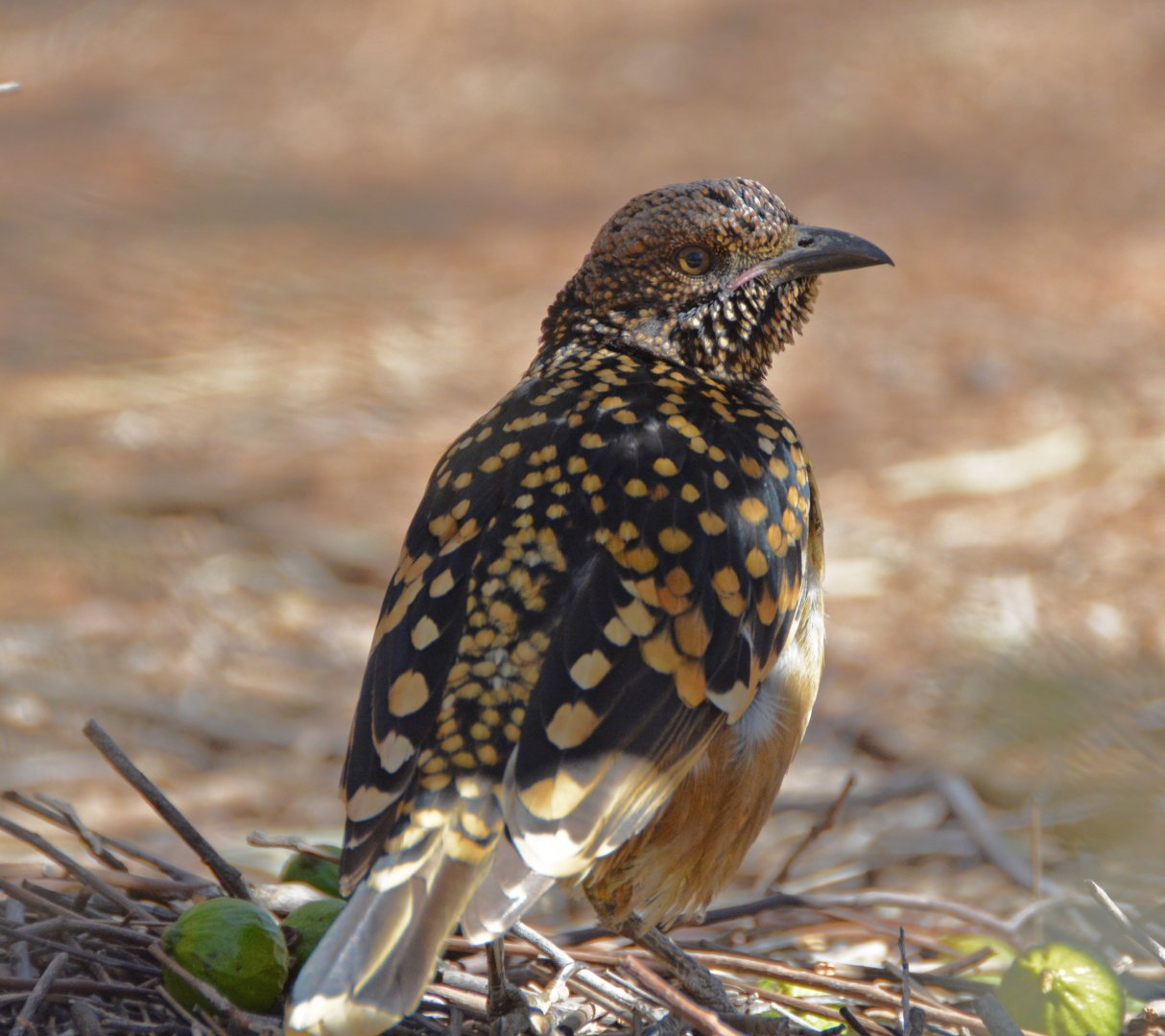 Spotted bowerbird