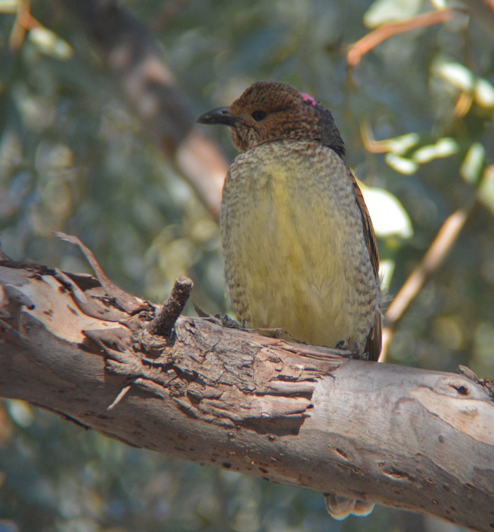Spotted bowerbird.