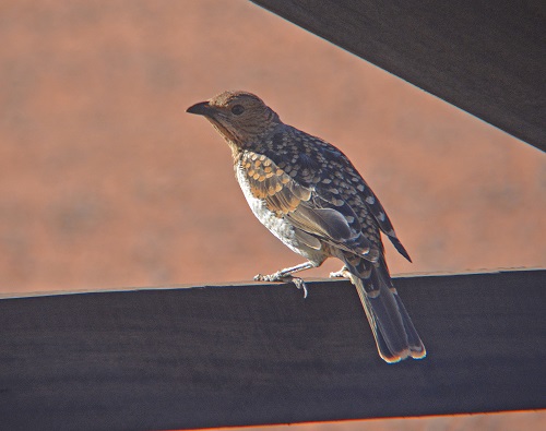 Spotted bowerbird.