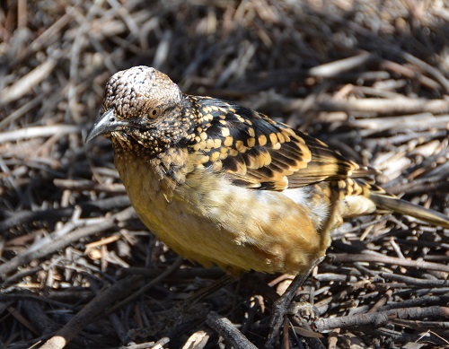 Spotted bowerbird.