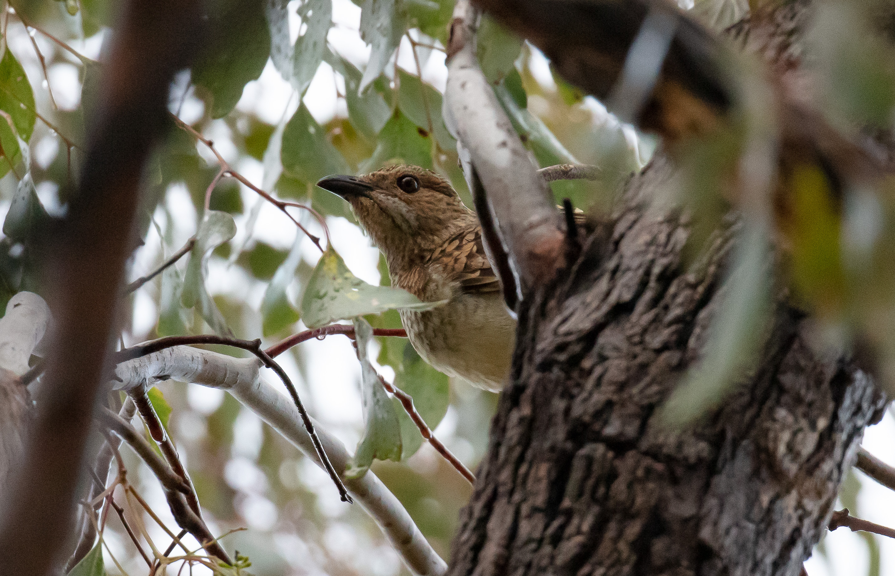 Spotted Bowerbird