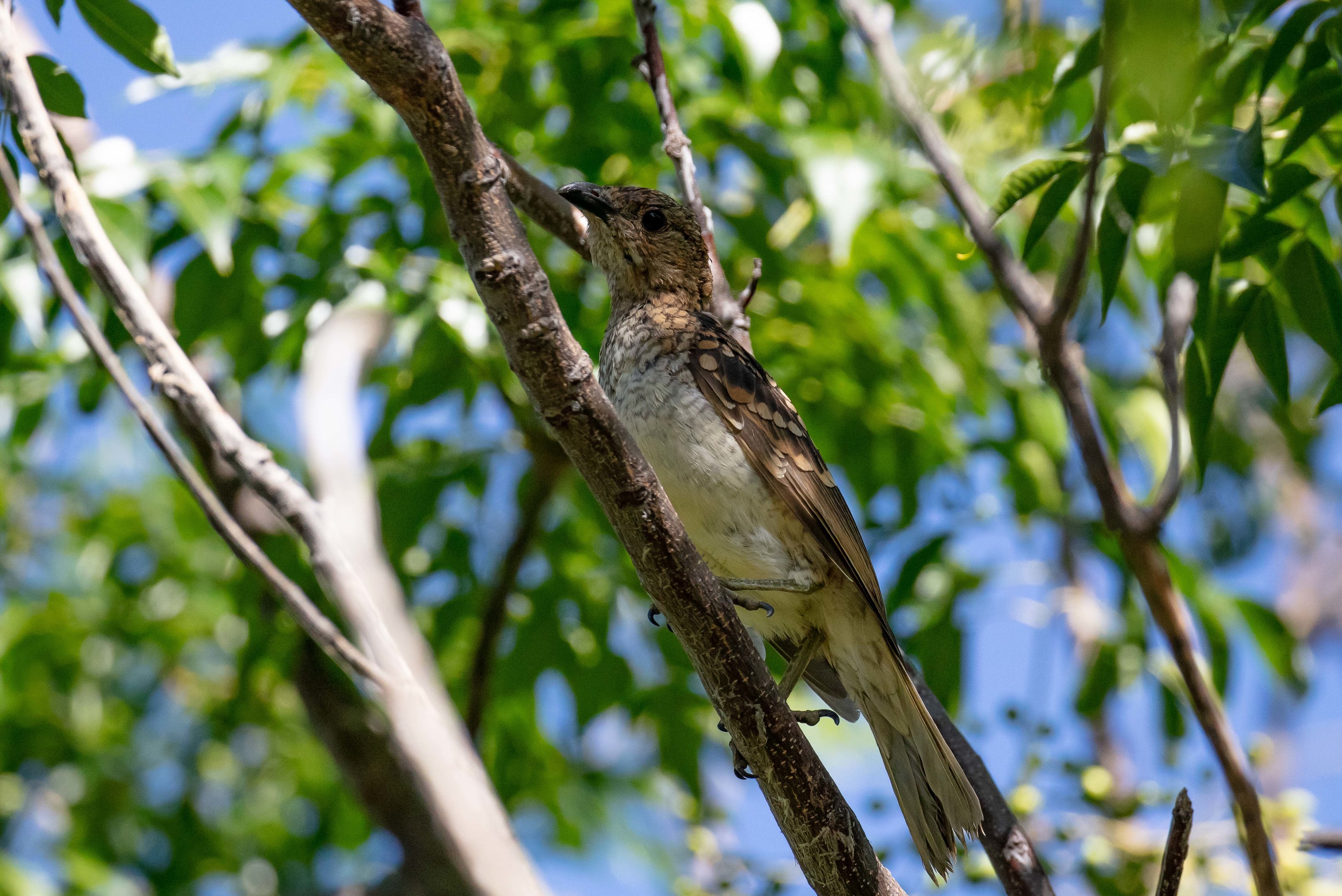 Spotted Bowerbird
