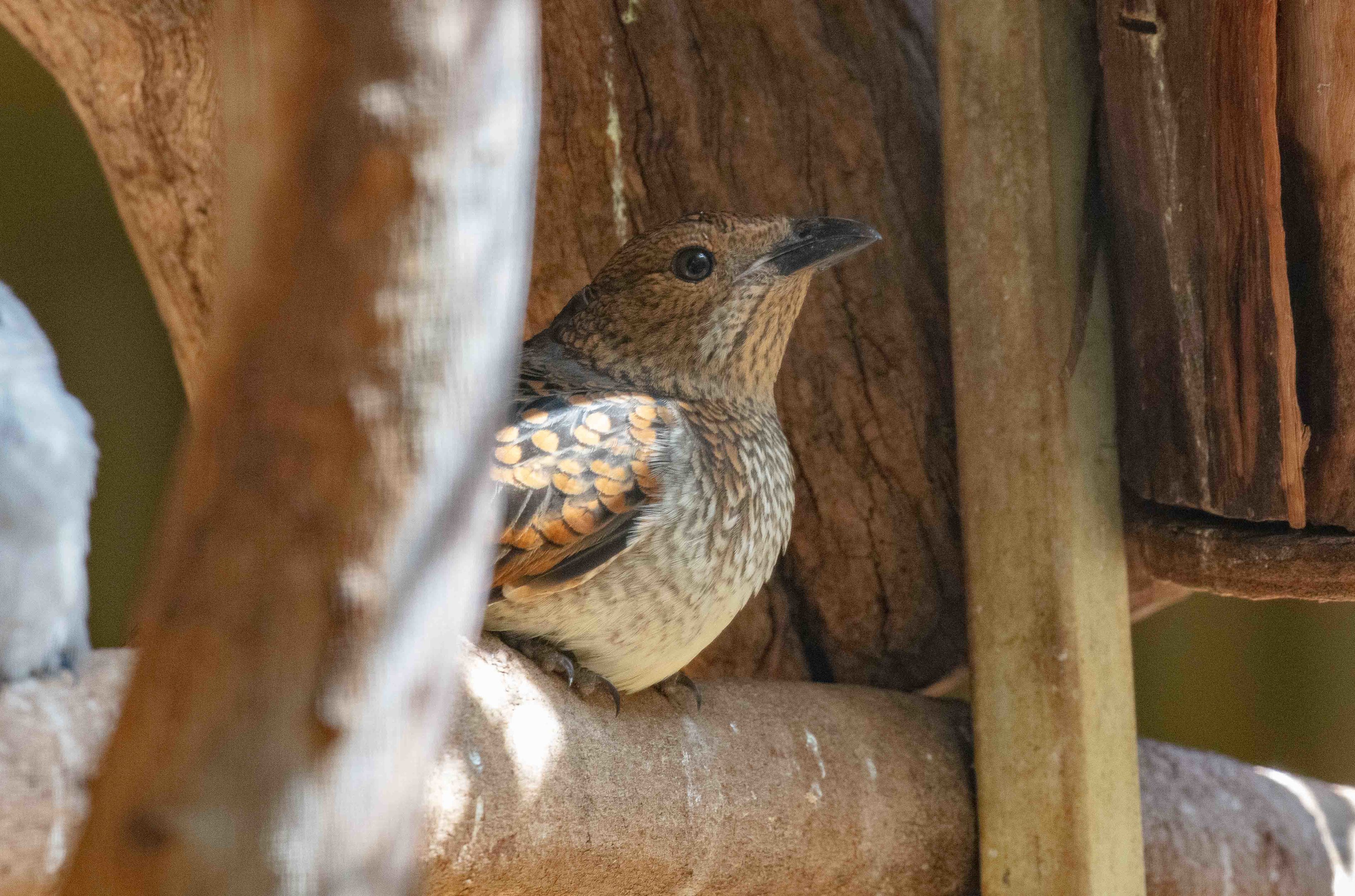 Spotted Bowerbird