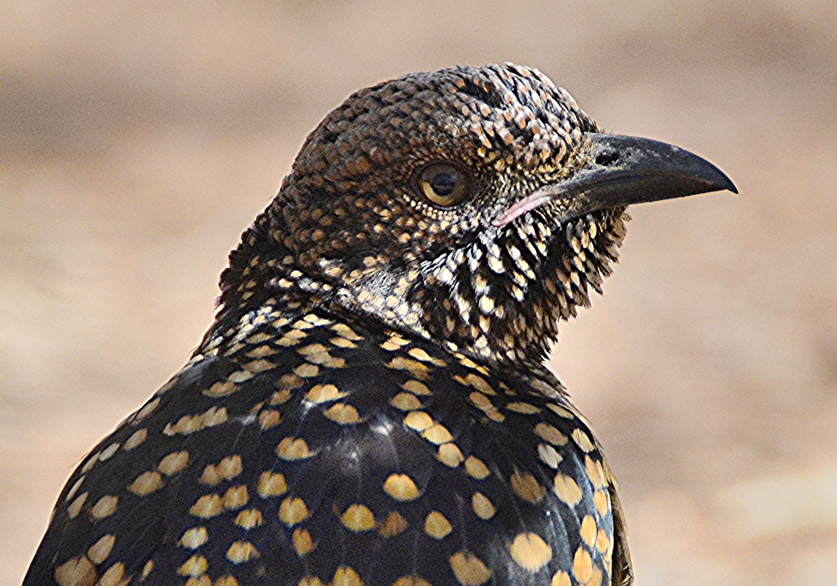 Spotted bowerbird