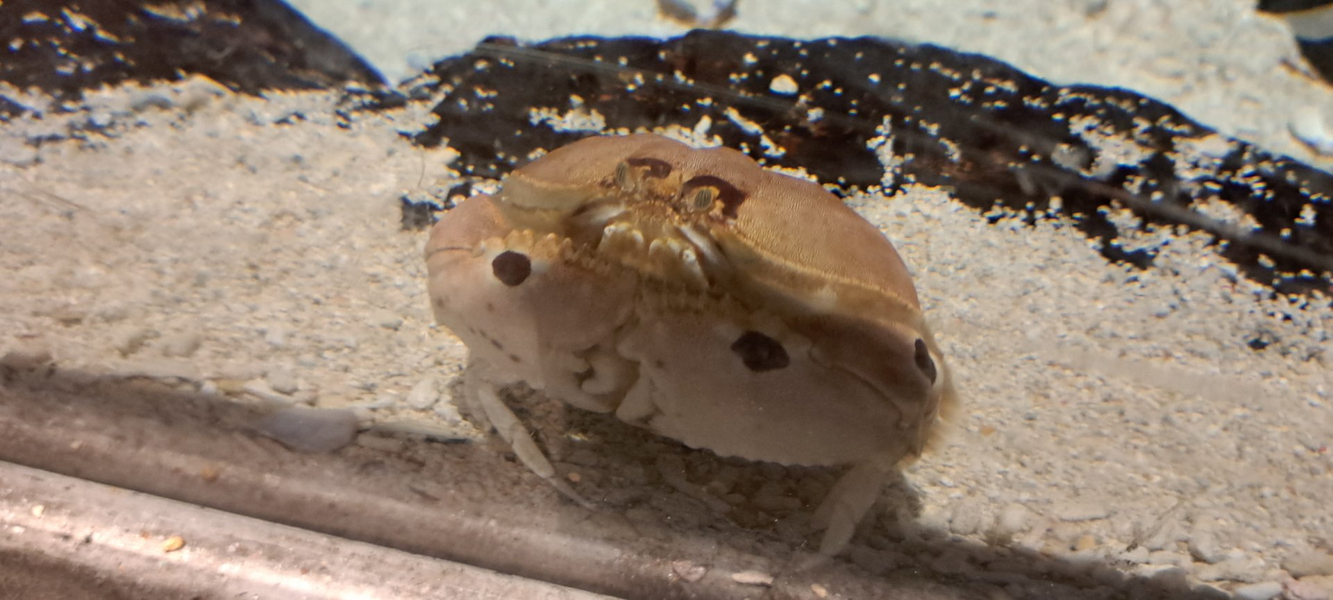 Spotted Box Crab
