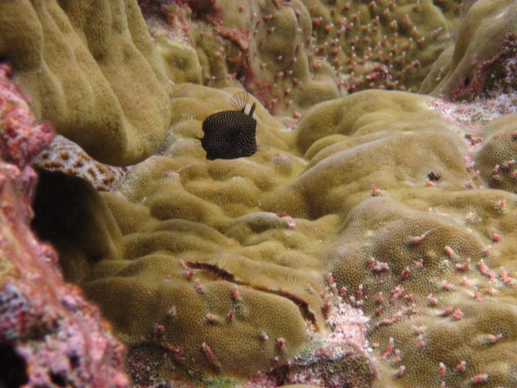 Spotted Boxfish female