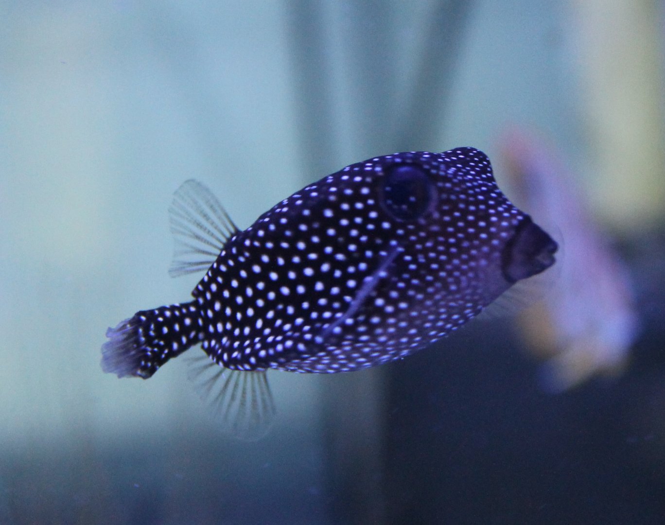Spotted boxfish - Ostracion meleagris