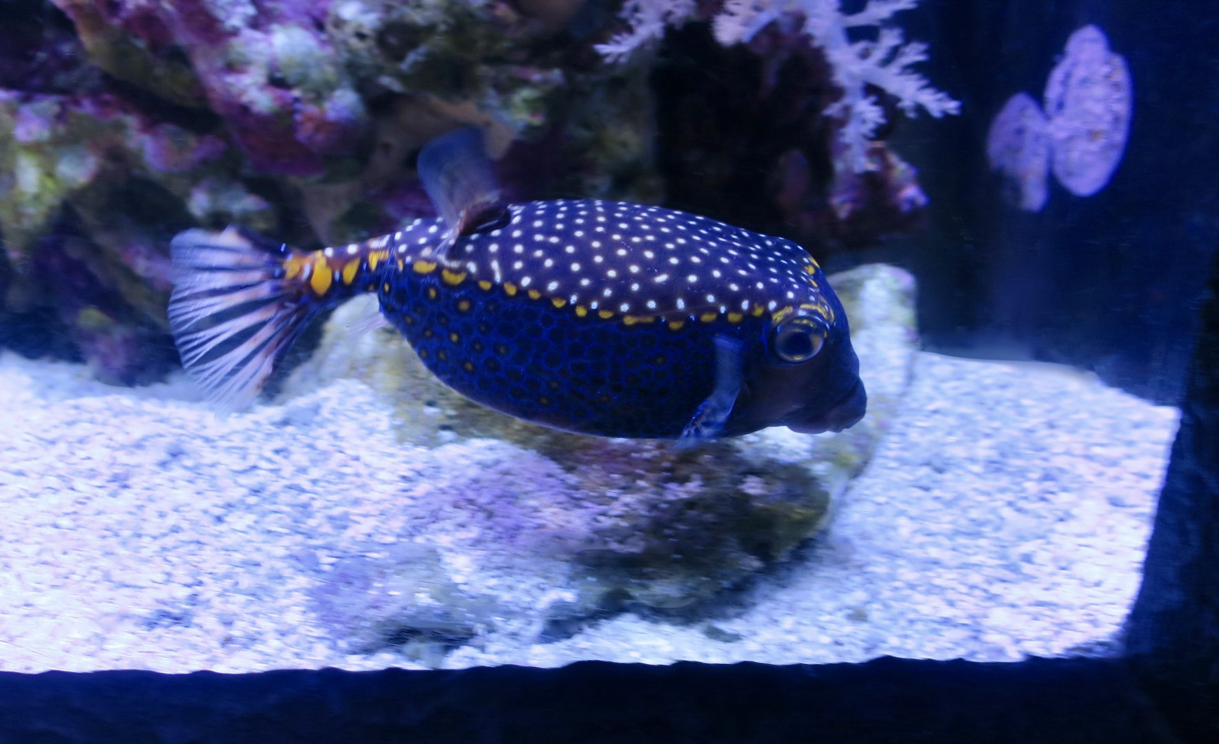 Spotted Boxfish (Ostracion meleagris)