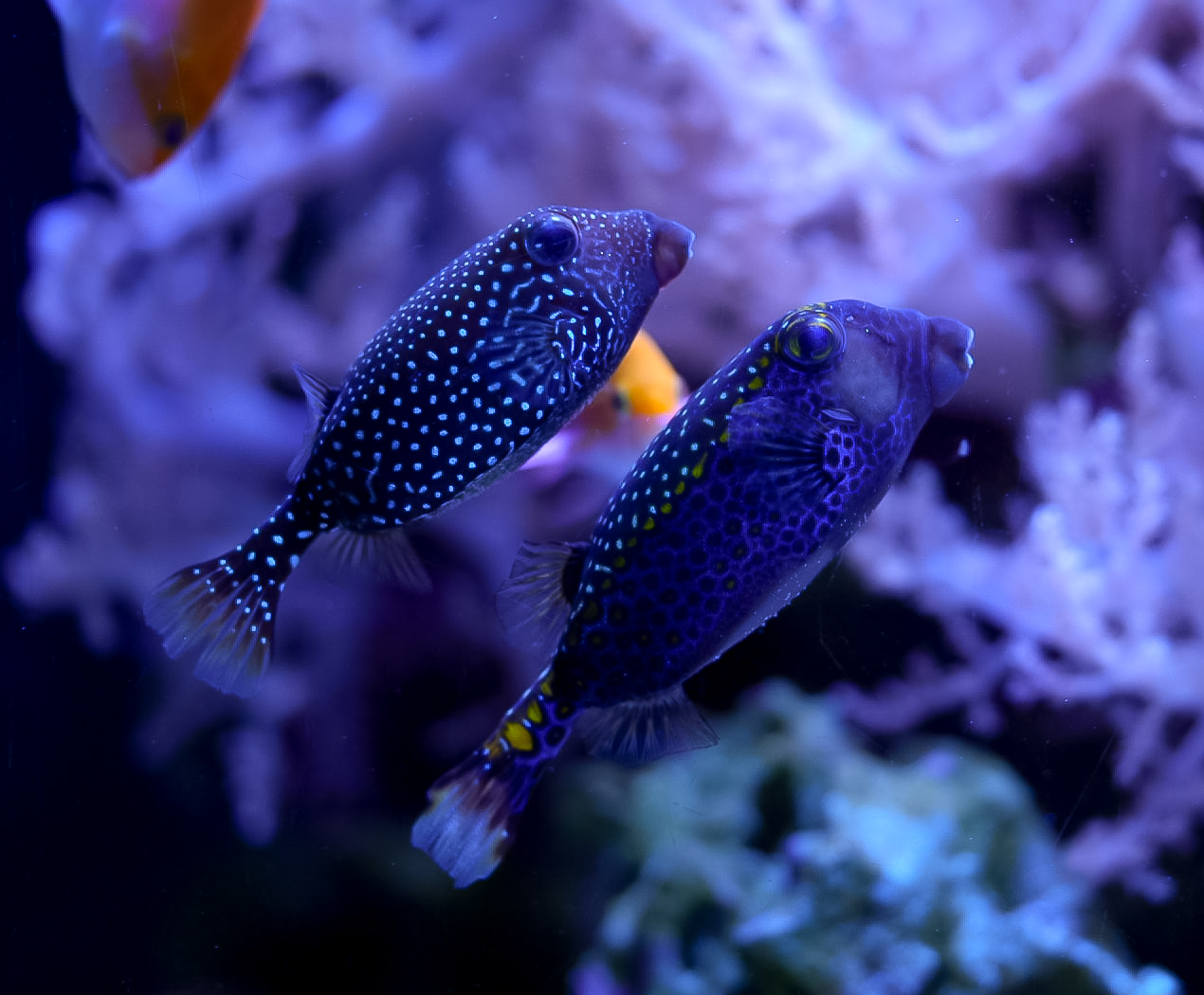 Spotted Boxfish Pair