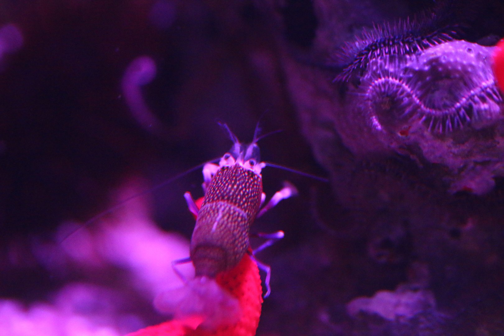 Spotted Bumblebee Shrimp (Gnathophyllum elegans)