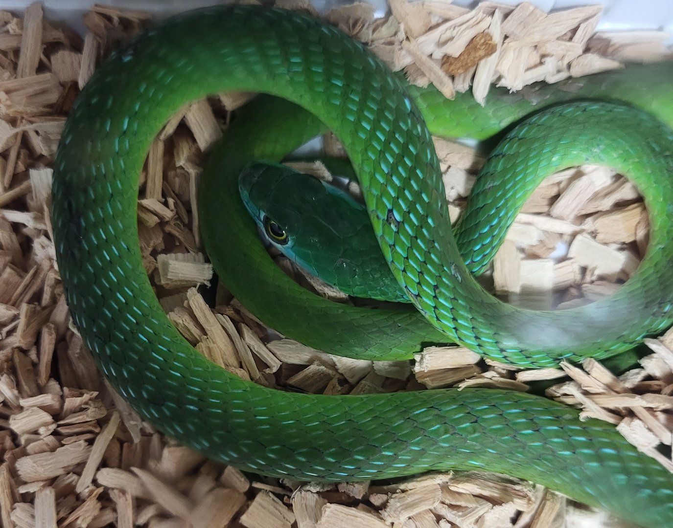 Spotted bush snake - Philothamnus semivariegatus