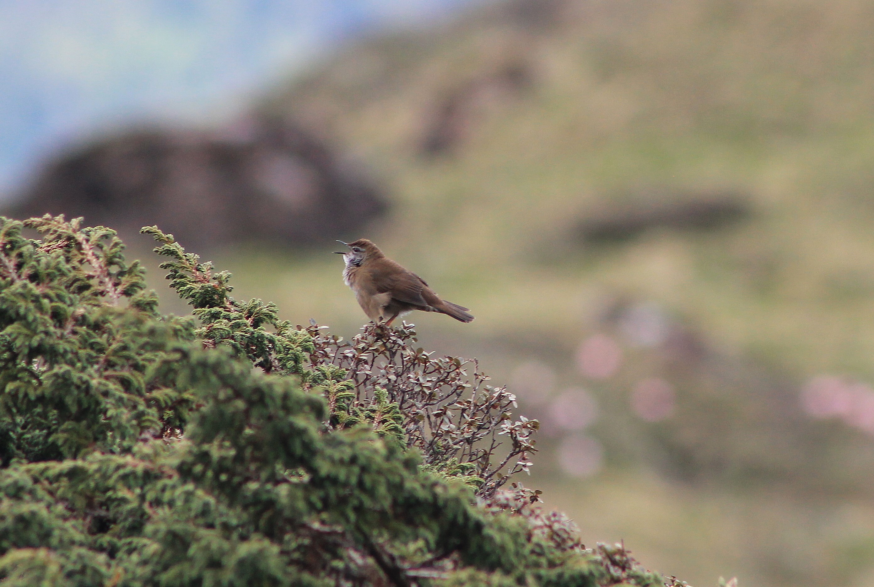 Spotted Bush Warbler (Locustella thoracica)