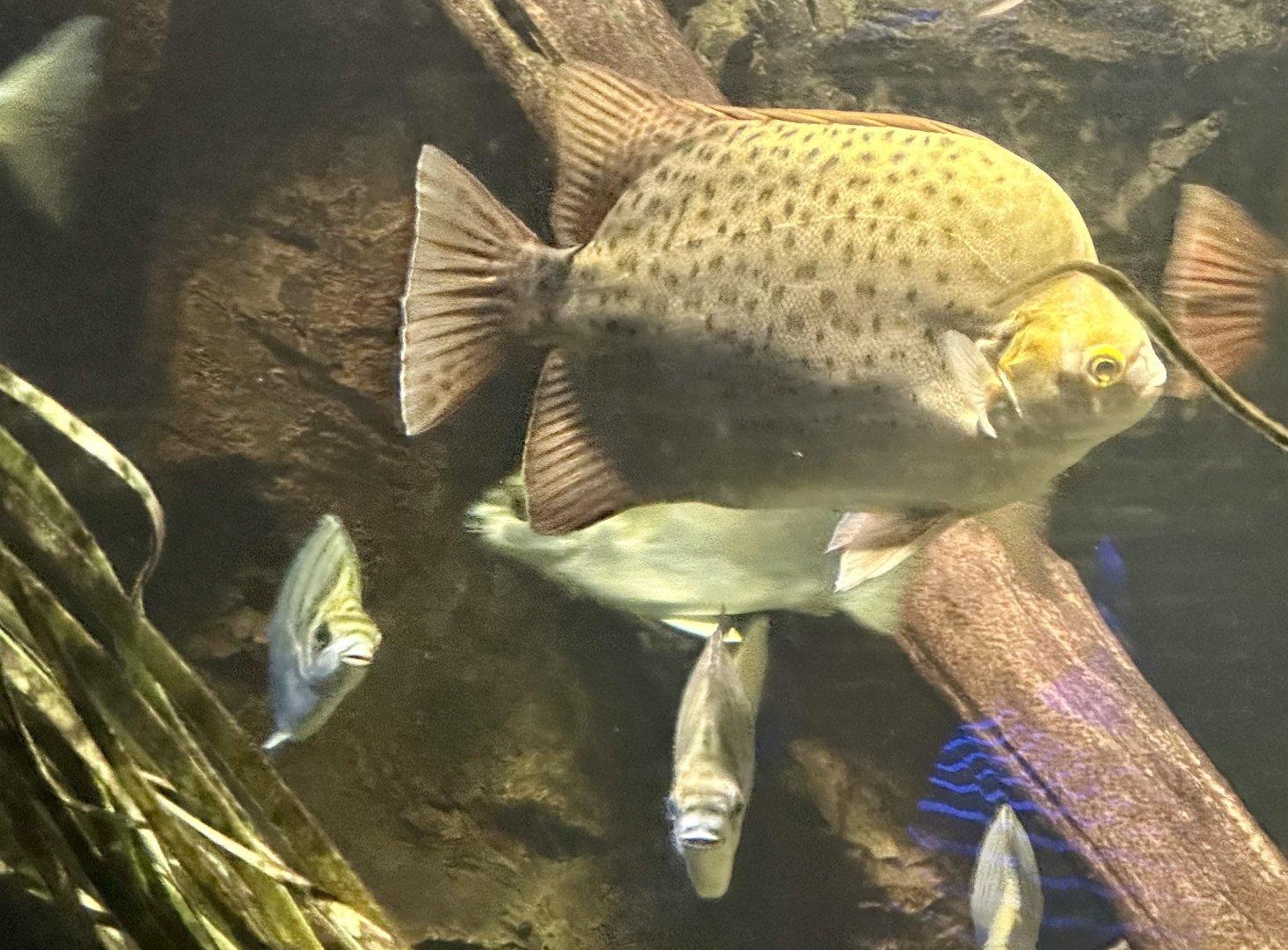 Spotted butterfish (Scatophagus argus)