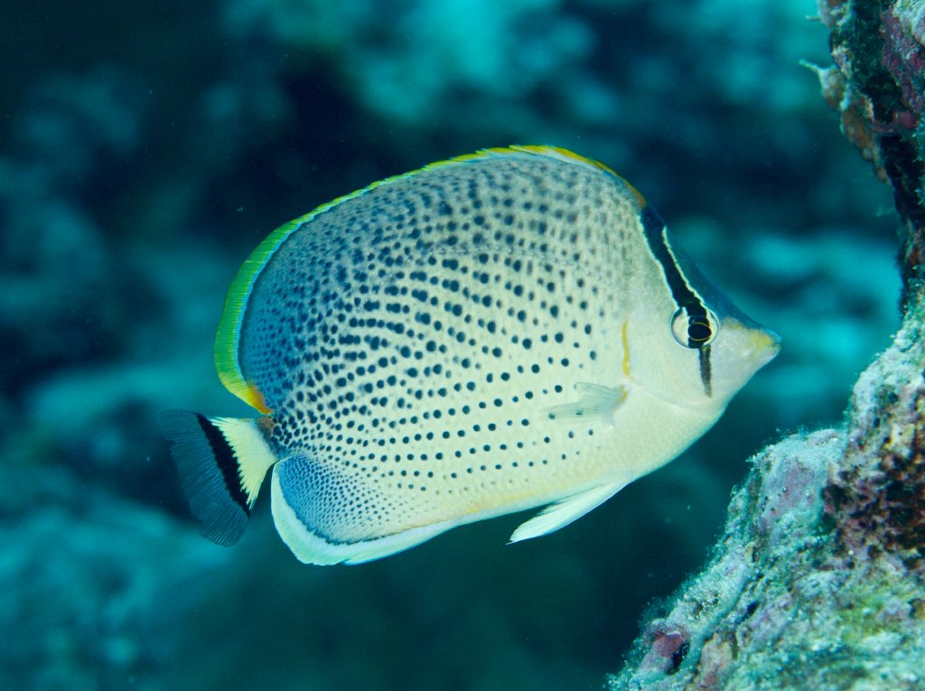 Spotted Butterflyfish