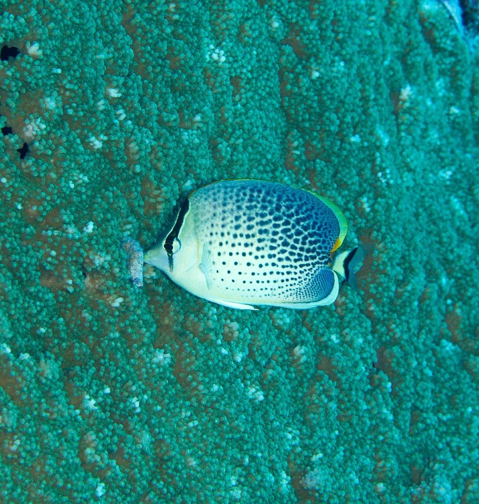 Spotted Butterflyfish