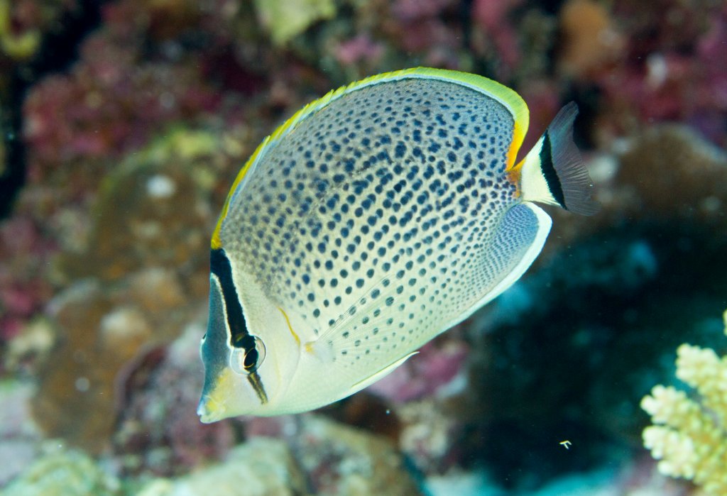 Spotted Butterflyfish