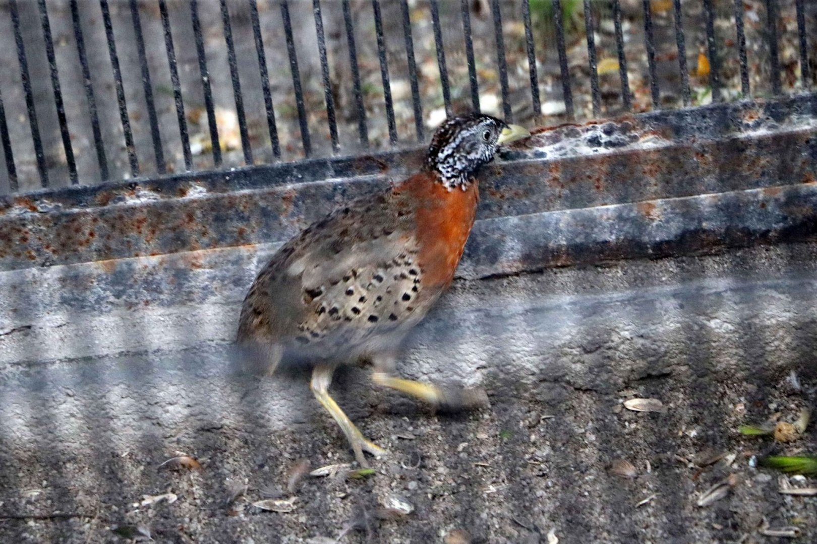 Spotted buttonquail, July 2016