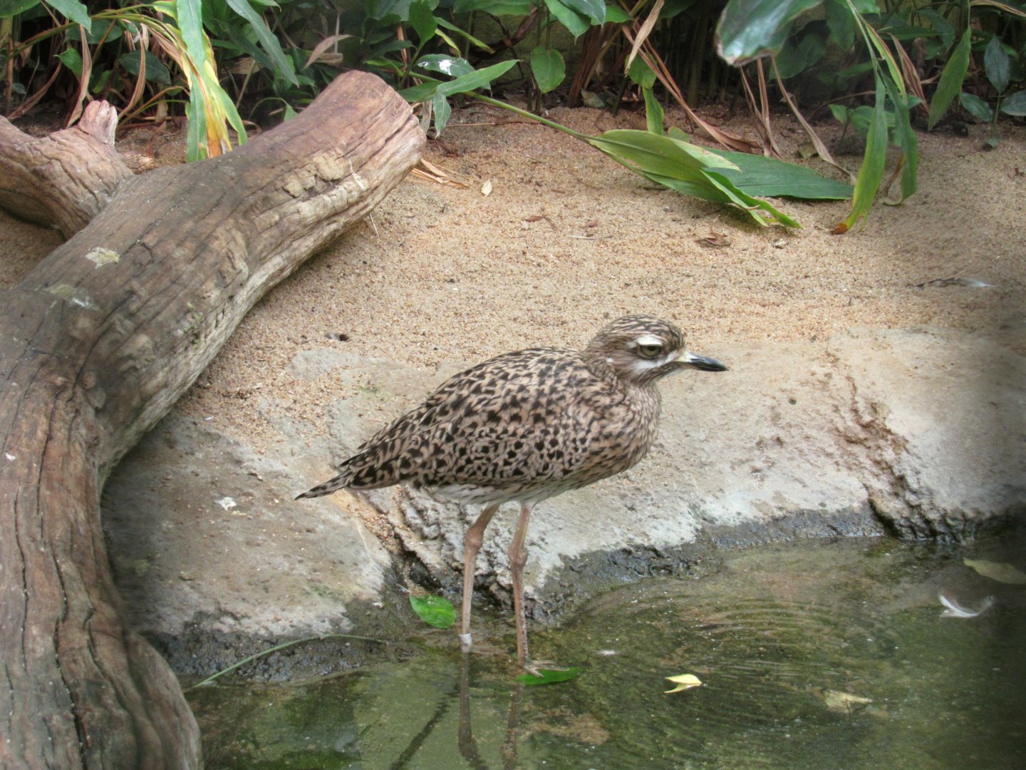 Spotted (Cape) Thick-knee