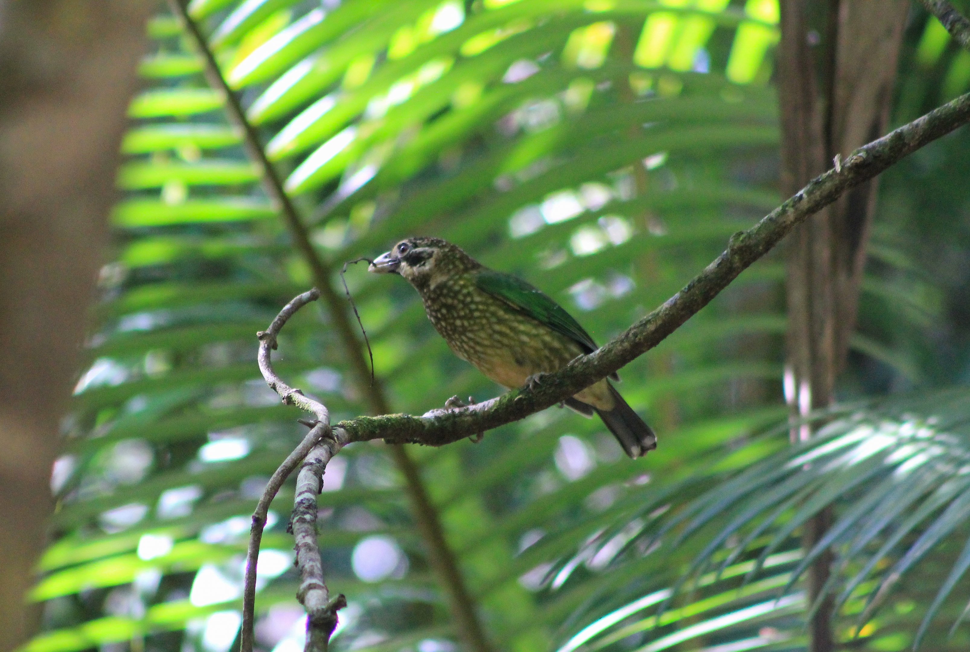 Spotted Catbird (Ailuroedus maculosus)