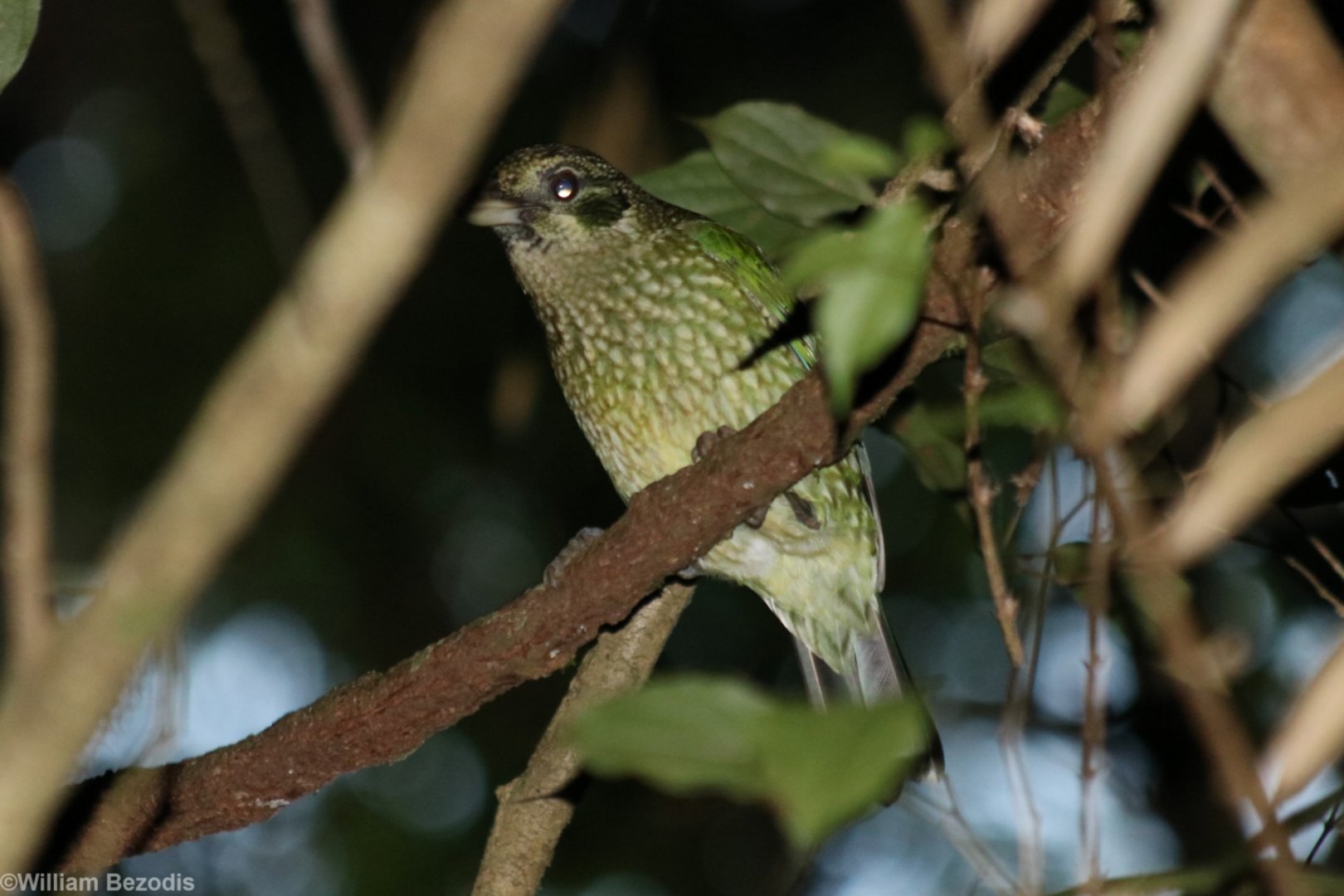 Spotted Catbird - Chambers Wildlife Lodge